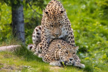 Leopards mating
