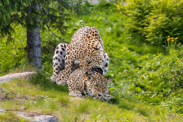 Leopards mating