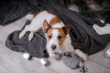 Dog Jack Russell Terrier waiting for the new year