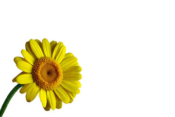 Yellow gerbera with white background, left, small
