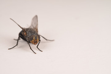 Fototapeta premium Fliege, Brummer, Insekt, Zweiflügler, Diptera, Schmeißfliege, Sechsfüßler, Fluginsekt, Parasit, Lebewesen, Tier, 