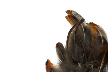 bird feather isolated on white background