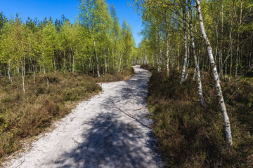 Fototapeta na wymiar Sand path in forest near Ustka town located on Baltic Sea coast, Poland