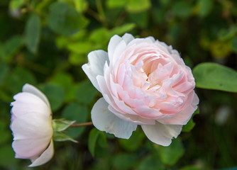 Naklejka premium Blooming English rose in the garden on a sunny day. David Austin Rose Gentle Hermione.