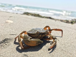 granchio sulla spiaggia