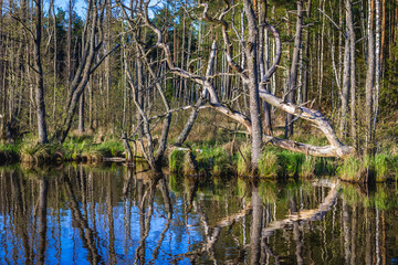 Obraz premium Dolgie Male Lake near Baltic Sea coast in Slowinski National Park, Poland