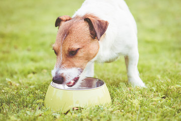Thirsty dog drinking water from green metallic bowl at sunny hot day