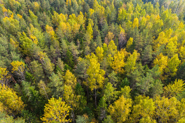 Obraz premium Aerial view of autumn trees. Colorful trees from above.