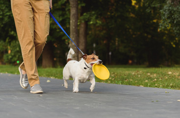 Obedient dog next to owner walking on leash holding toy in mouth