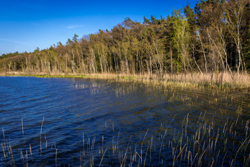 Shore of Dolgie Wielke Lake near Baltic Sea coast in Slowinski National Park, Poland