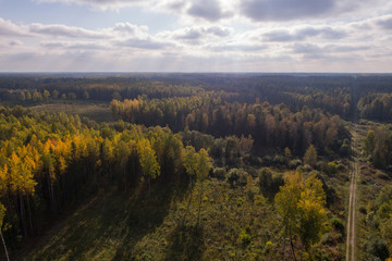 Obraz premium Aerial view of autumn trees. Colorful trees from above.