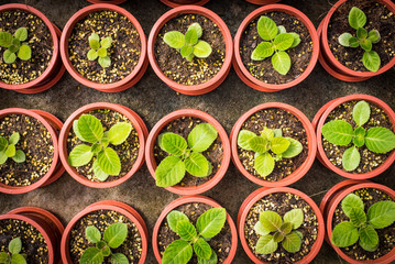 Potted seedlings growing in little brown pots arrange in top view for save the wolrd concept