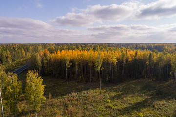 Fototapeta premium Aerial view of autumn trees. Colorful trees from above.