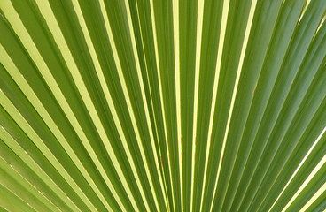 Background natural green texture of exotic leaves                              