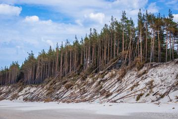 Baltic Sea sand dunes covered with pine trees in Slowinski National Park in Poland