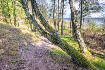 Foerst path between Sarbsko Lake and Baltic Sea coast in Poland