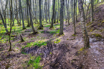 Protected forest area between Sarbsko Lake and Baltic Sea coast in Poland