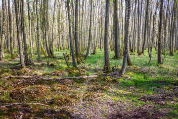 Bioreserve between Sarbsko Lake and Baltic Sea coast in Poland