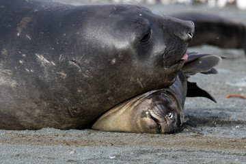 Fototapeta premium Elephant seal mating and courtship