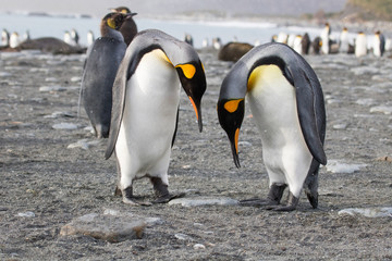 Fototapeta premium king penguin colony, Gold Harbour South Georgia