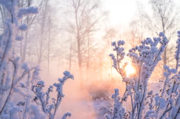 Photo sur Plexiglas Hiver Winter beautiful landscape with the sun, frost and fog.  