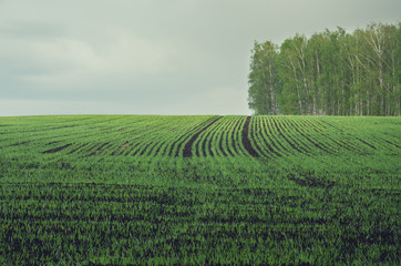 Fototapeta na wymiar View of rows of green wheat sprouts.Springtime.Agricultural field.