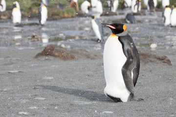 Obraz premium king penguin colony, Gold Harbour South Georgia
