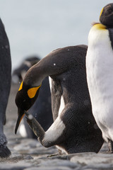 King penguin colony, Gold Harbour South Georgia