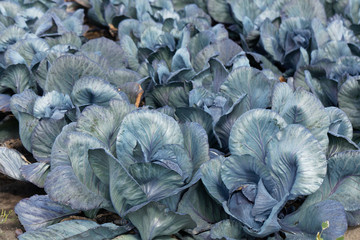 Fototapeta na wymiar Purple headed cabbage plants