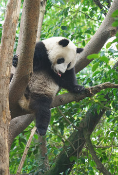 panda climbing up on the tree looking around