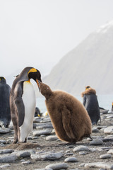 King penguin feeding chick