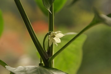 Obraz premium Paprika