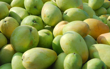 fresh mango in pile in the harvest season