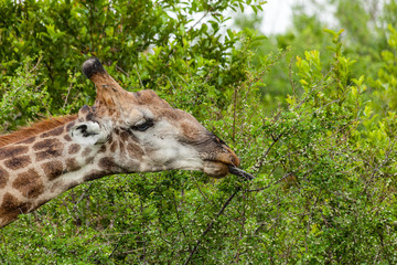 Giraffe