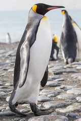 Obraz premium King penguin colony Gold Harbour, South Georgia