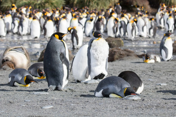 Obraz premium King penguin colony Gold Harbour, South Georgia