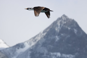 Fototapeta premium Antarctic cormorant, South georgia