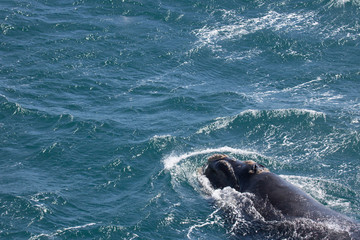 Fototapeta premium Southern right whale, South georgia