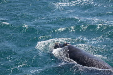 Southern right whale, South georgia © Valerie