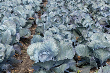  Purple headed cabbage plants