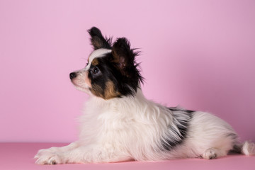 Puppy of papillon breed