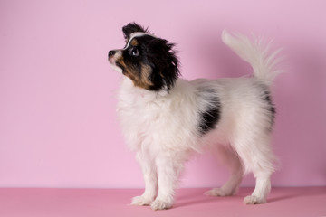 Puppy on a pink