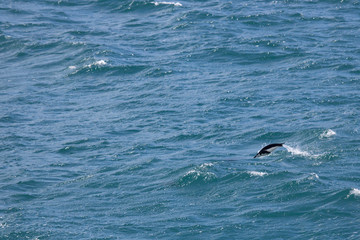 Fototapeta premium Flying chinstrap penguin