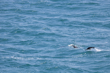 Fototapeta premium Flying chinstrap penguin