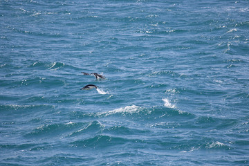 Naklejka premium flying chinstrap penguin