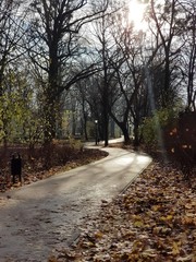 Kręta droga w parku © michalsen