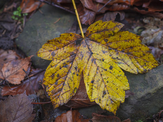 wet yellow maple tree leaf on stone and brown ground