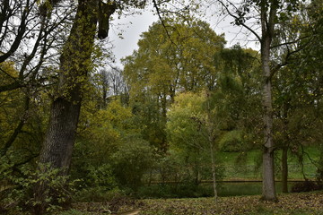 Fototapeta na wymiar Végétation au bord de l'eau en automne ,au parc Josaphat à Schaerbeek