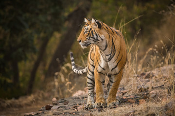 Fototapeta na wymiar A tigress, Ranthambore National Park, India