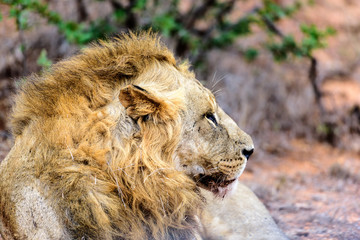 male lion in profile